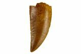 Serrated, Raptor Tooth - Real Dinosaur Tooth #115676-1